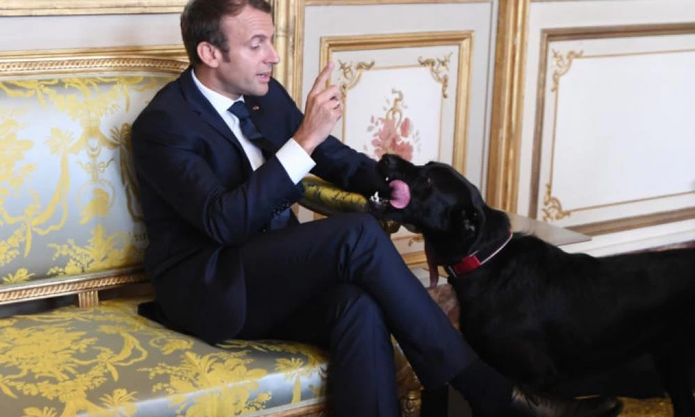 Νέμο: «Υιοθετείστε με συνείδηση» μας... γαβγίζει ο «πρώτος σκύλος» της Γαλλίας